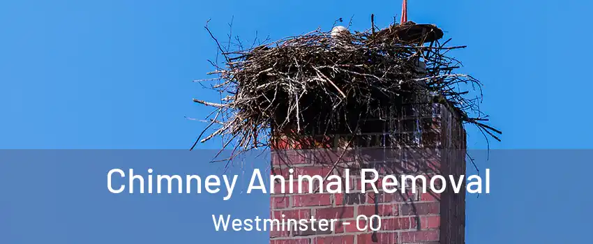  Chimney Animal Removal Westminster - CO
