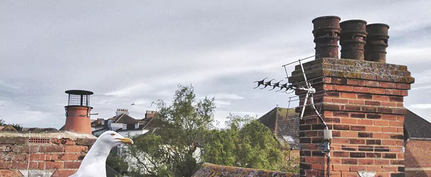 Chimney Cleaning And Restoration in Westminster, Colorado
